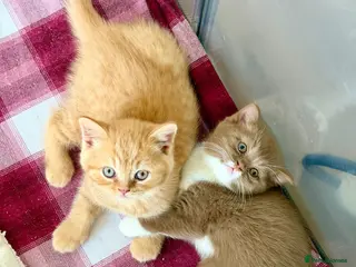 British Shorthair cats Beautiful pedigree kittens TICA registered - Advert 3