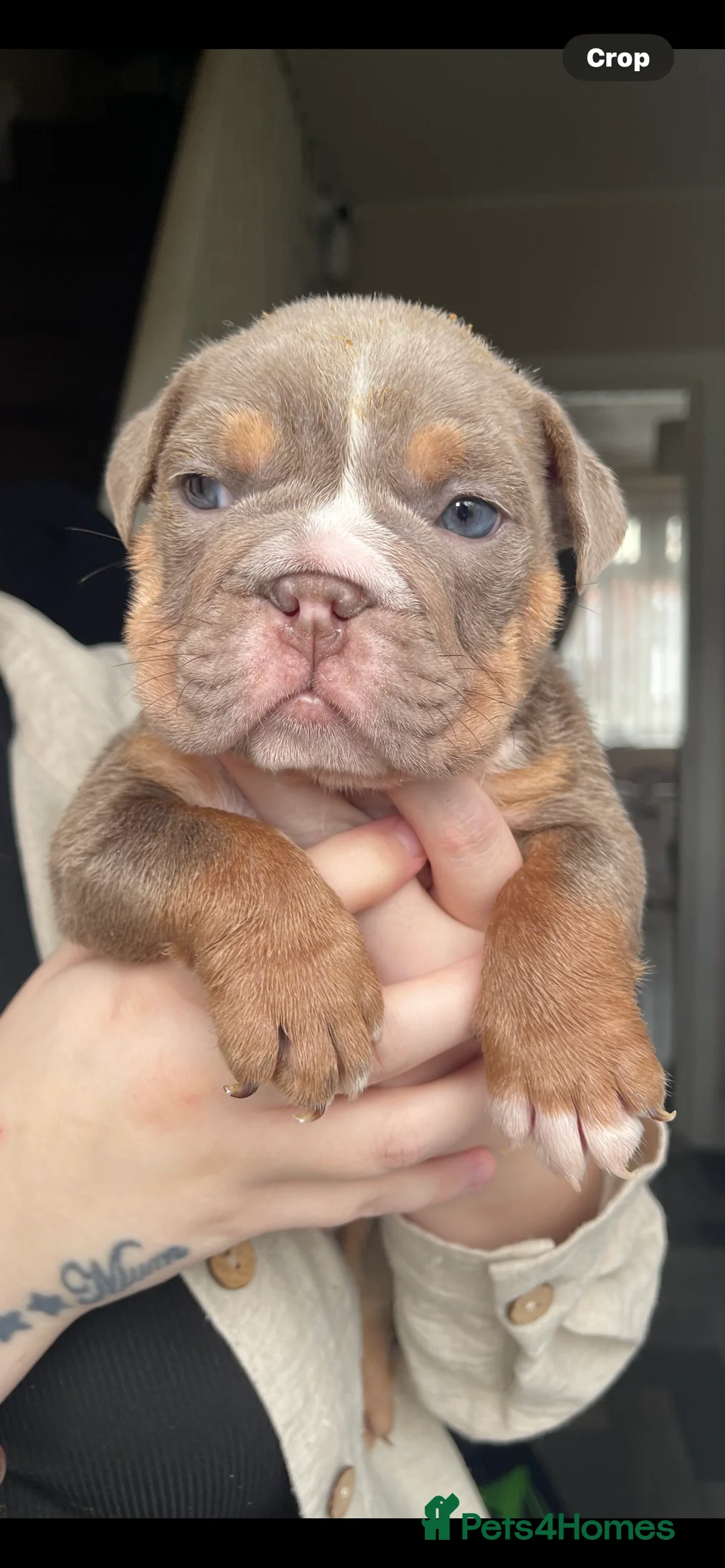 English Bulldog dogs for sale: 6 beautiful English bulldogs  - Advert 10