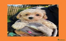 Maltipoo dogs for sale: F1 tiny Maltipoo’s  - Image 15