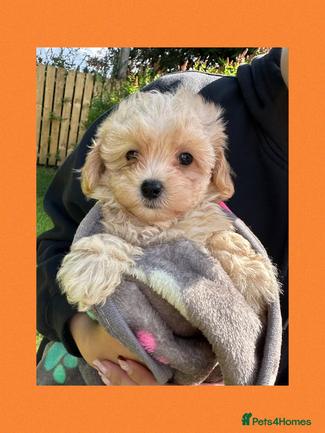 Maltipoo dogs for sale: F1 tiny Maltipoo’s  - Image 15