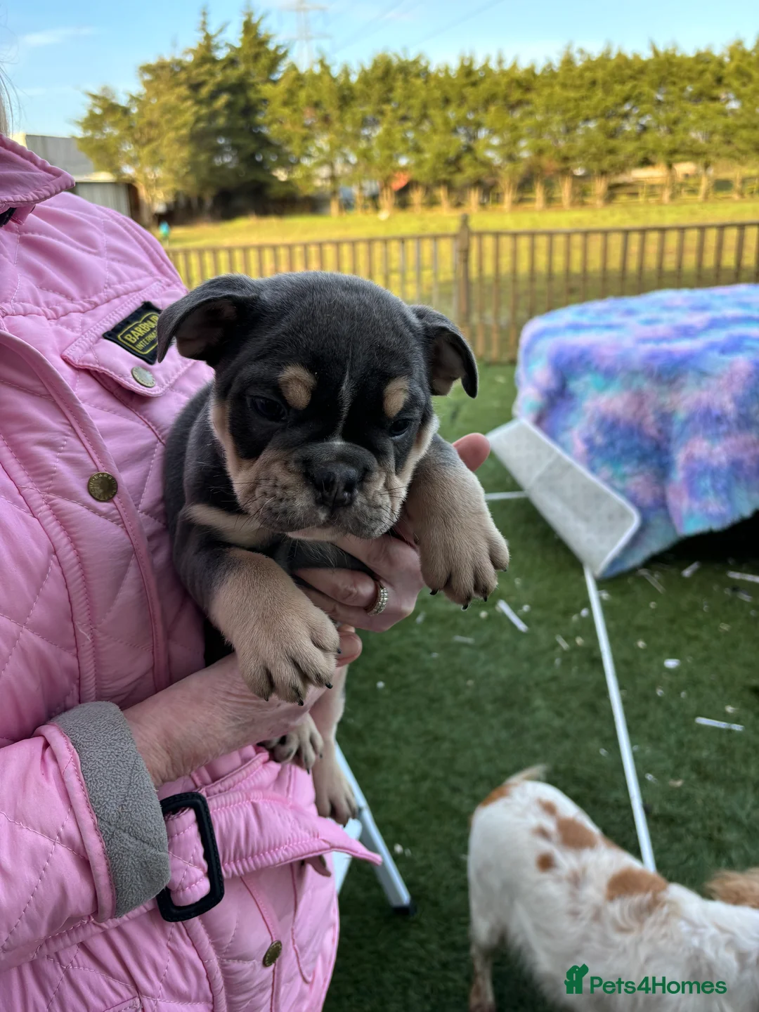 English Bulldog dogs for sale: English bulldog  - Advert 8