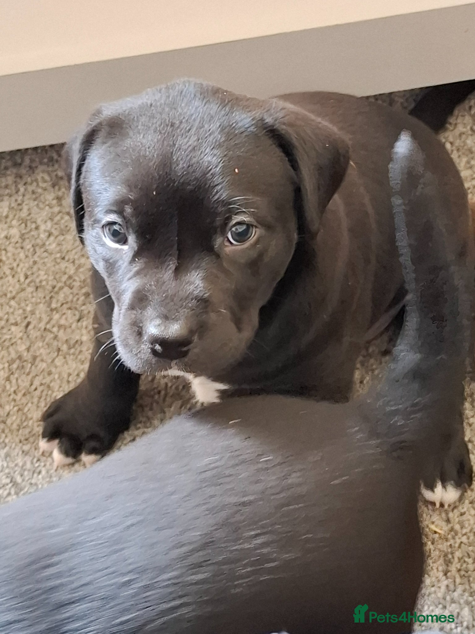 Mixed Breed dogs for sale: Staffy x labrador puppies - Advert 8