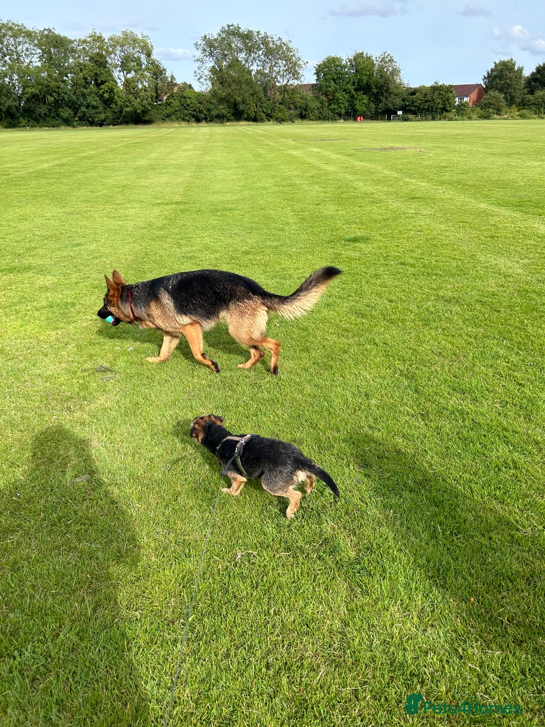 Border Terrier dogs for stud: KC registered, Slem clear first time stud - Advert 8