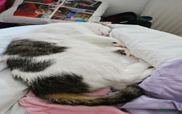 Mixed Breed cats for sale: Loving home needed for Chloe - Image 2
