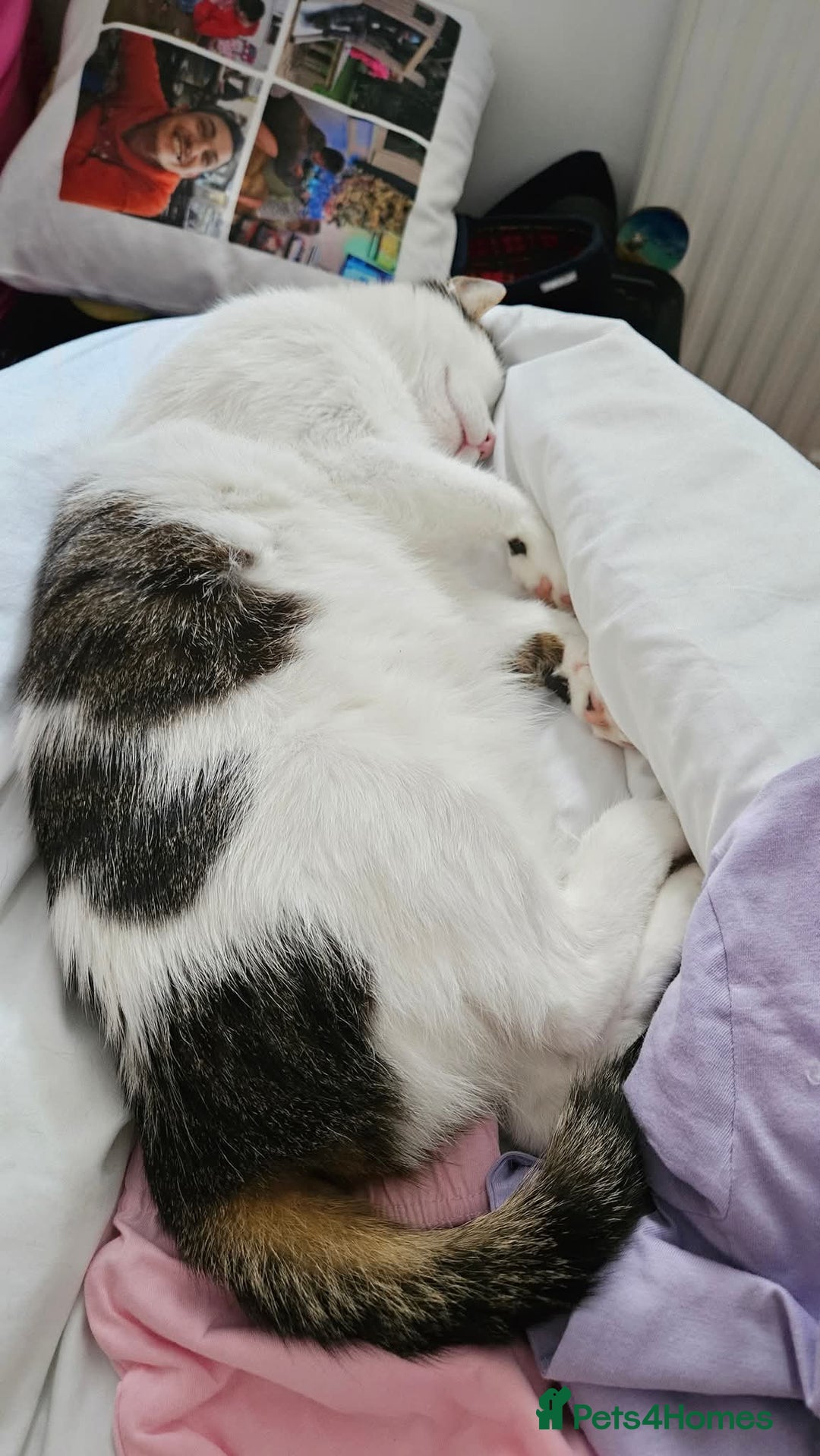Mixed Breed cats for sale: Loving home needed for Chloe - Image 2