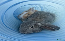 French Lop rabbits for sale: 2 lovely lop ear bunnies, £80 for Pair  - Image 3