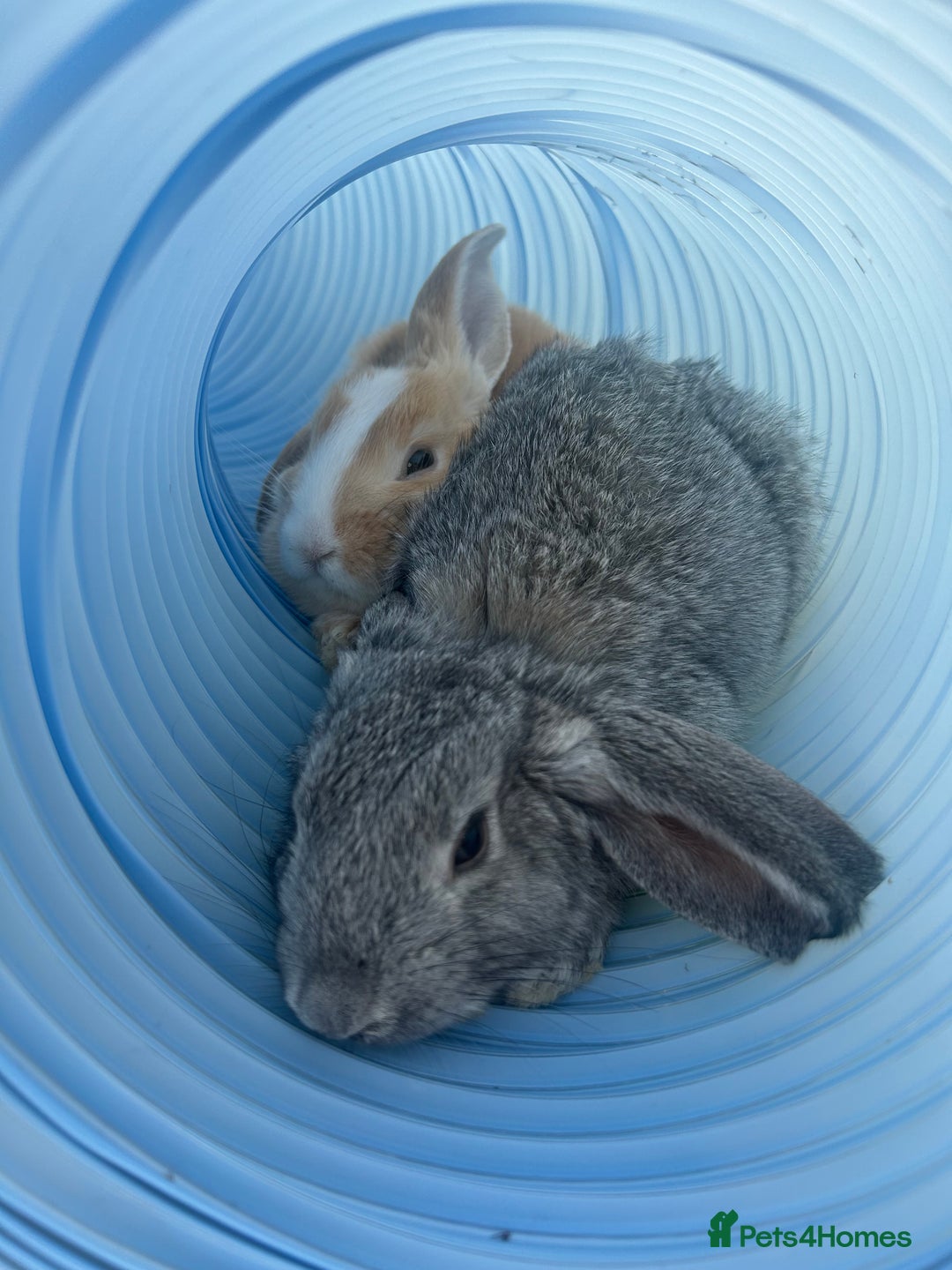 French Lop rabbits for sale: 2 lovely lop ear bunnies, £80 for Pair  - Image 3