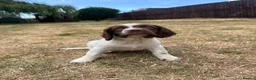 English Springer Spaniel dogs for sale: Springer Spaniels - Advert 3