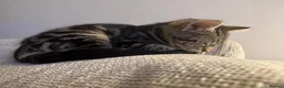 Mixed Breed cats for sale: Beautiful & very social kittens for sale in Northwich - Advert 4
