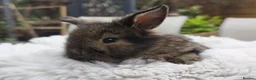 Mini Lion Lop rabbits for sale: Ready 23rd October  - Advert 9