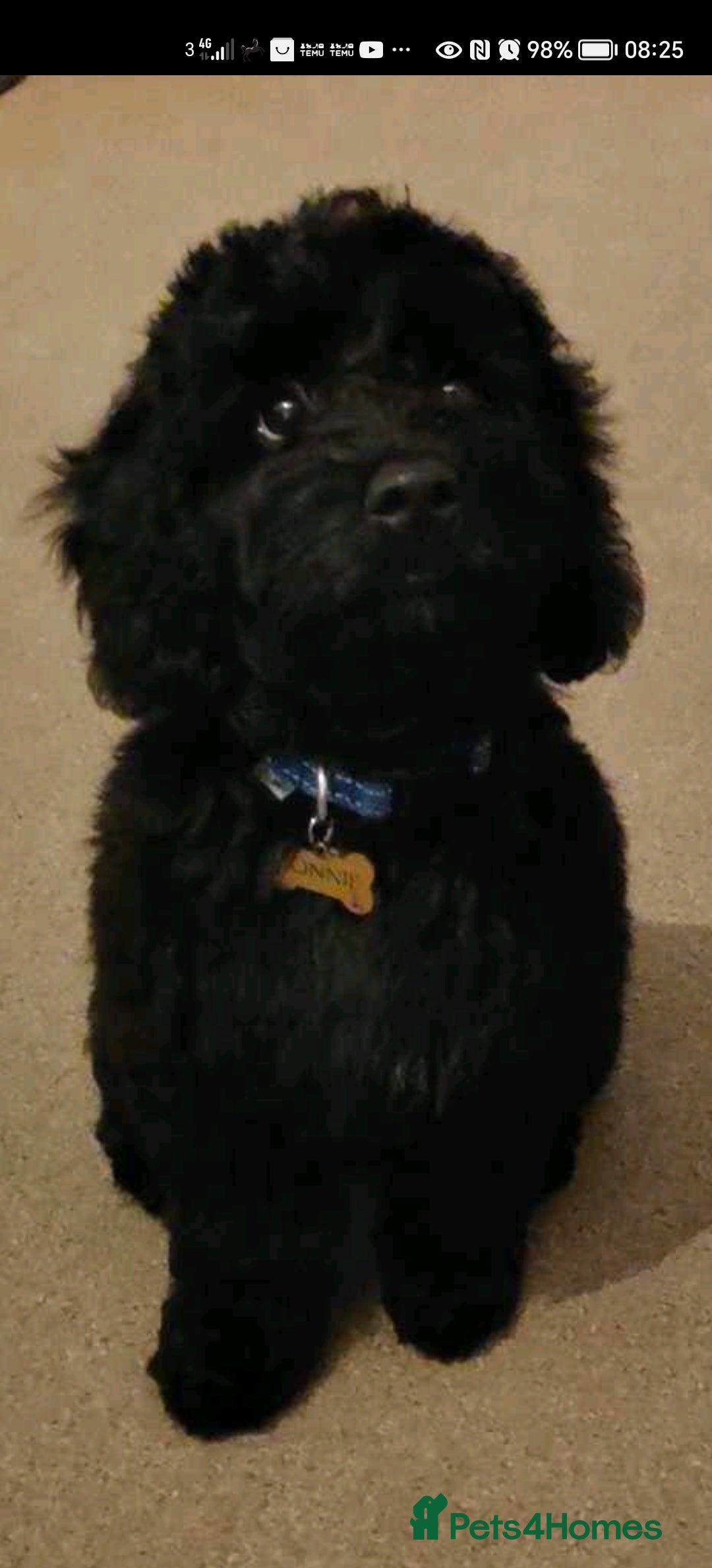 Cockapoo dogs for stud: Bonni – lovely Cockapoo available for stud - Image 3