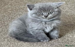 British Shorthair cats for sale: Beautiful Female BSH  - Image 2