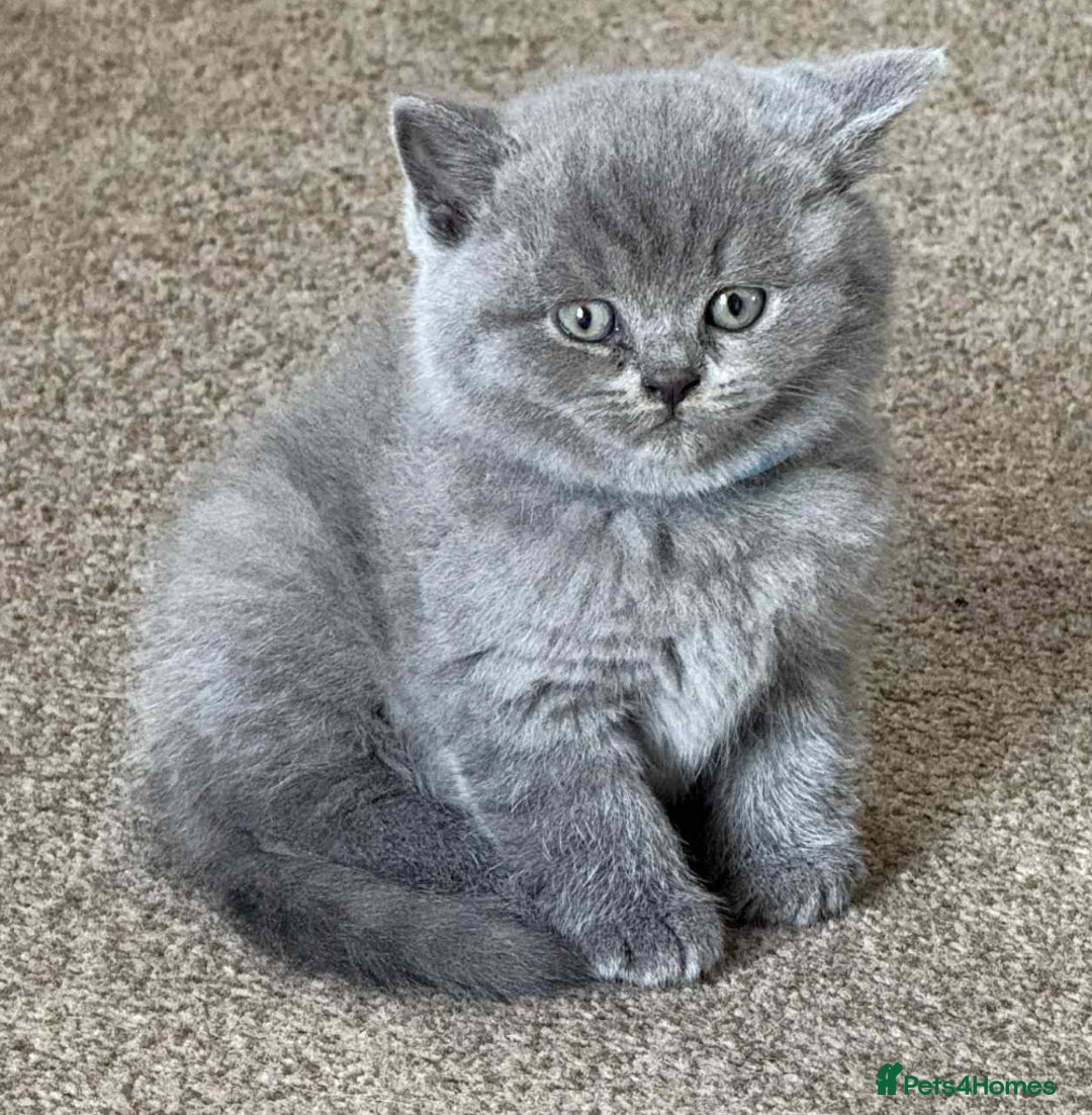 British Shorthair cats for sale: Beautiful Female BSH  - Image 2