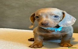 Miniature Dachshund dogs for sale: KC Reg Miniature Dachshund Puppies  - Image 14