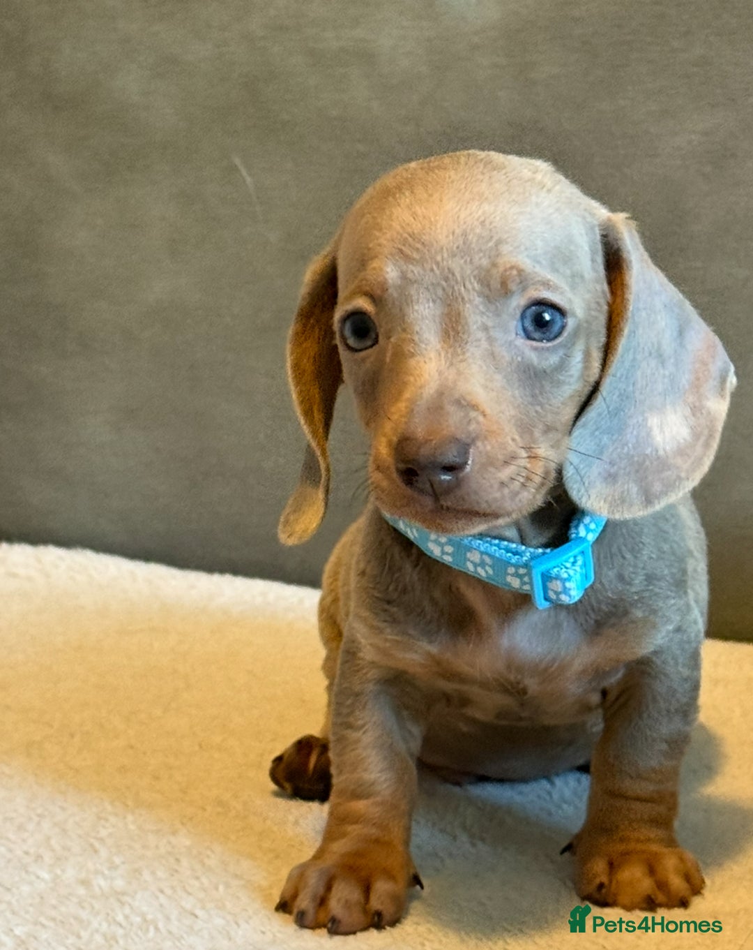 Miniature Dachshund dogs for sale: KC Reg Miniature Dachshund Puppies  - Image 14