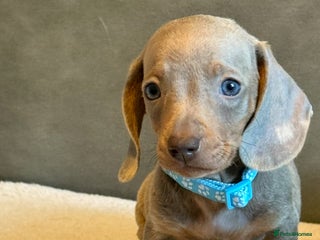 Miniature Dachshund dogs - Advert 9