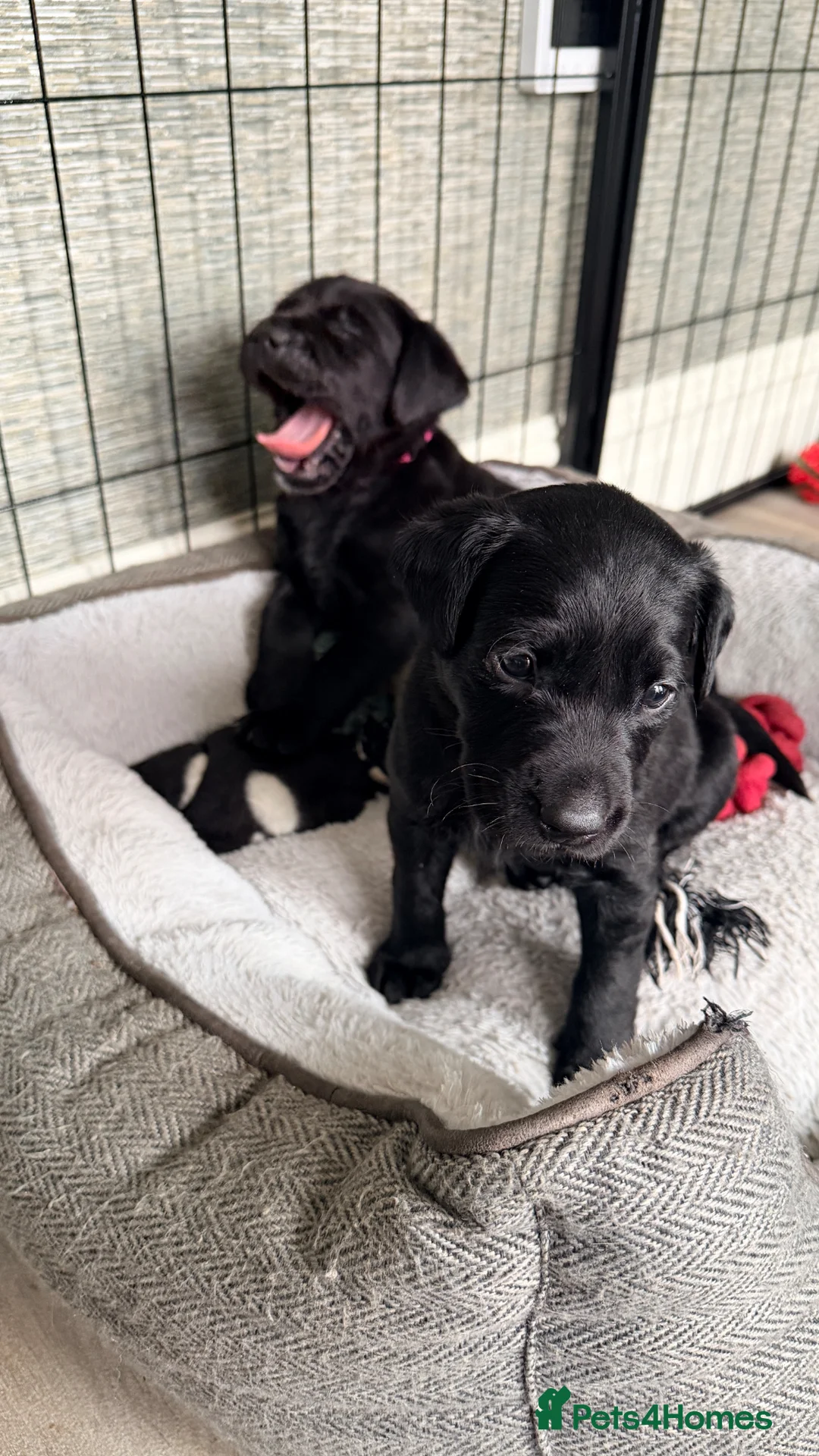 Labrador Retriever dogs for sale: Stunning KC Registered Black Labrador Girl Puppies - Advert 1