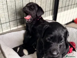 Labrador Retriever dogs Stunning KC Registered Black Labrador Girl Puppies - Advert 13