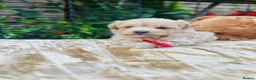 Maltipoo dogs for sale:  **  Maltipoo Puppy – Beautiful Teddy Bear Face - Advert 9