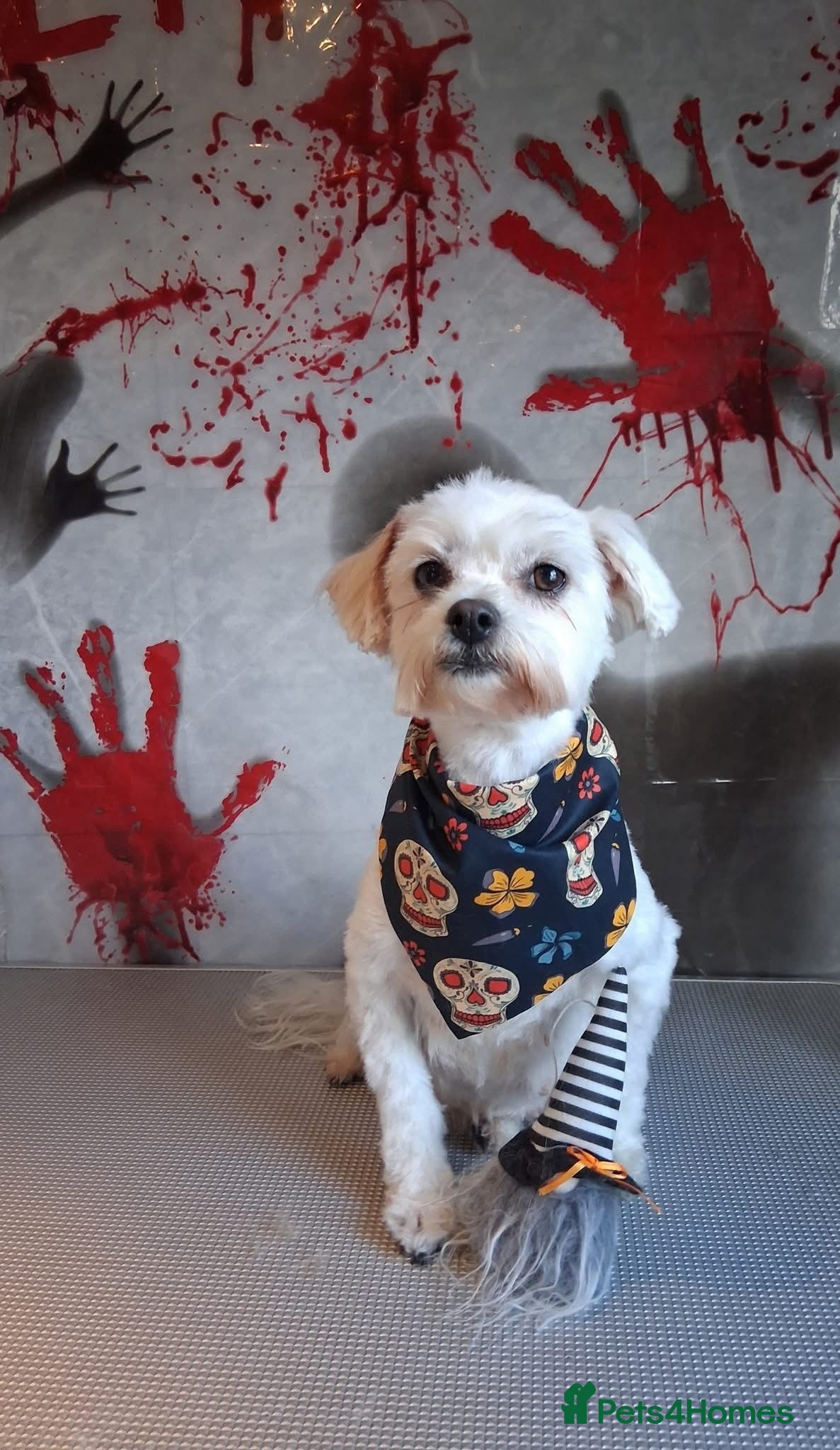 Mixed Breed dogs Beautiful Maltese x Pekingese Puppies Available - Advert 1