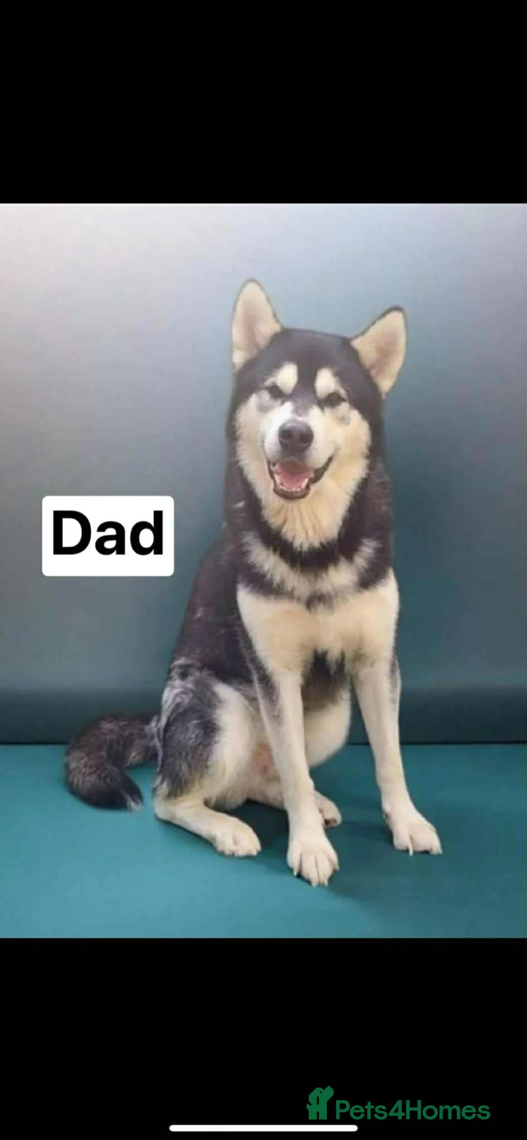 Mixed Breed dogs for sale: Alaskan Shepherd Puppies  - Advert 4