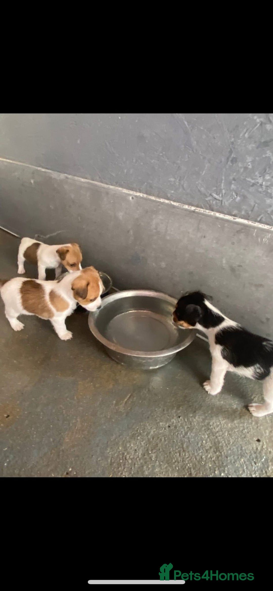 Jack Russell dogs for sale: Beautiful traditional jackrussel Pups - Image 3