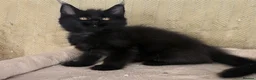 Maine Coon cats for sale: Maine coon kittens - Advert 27