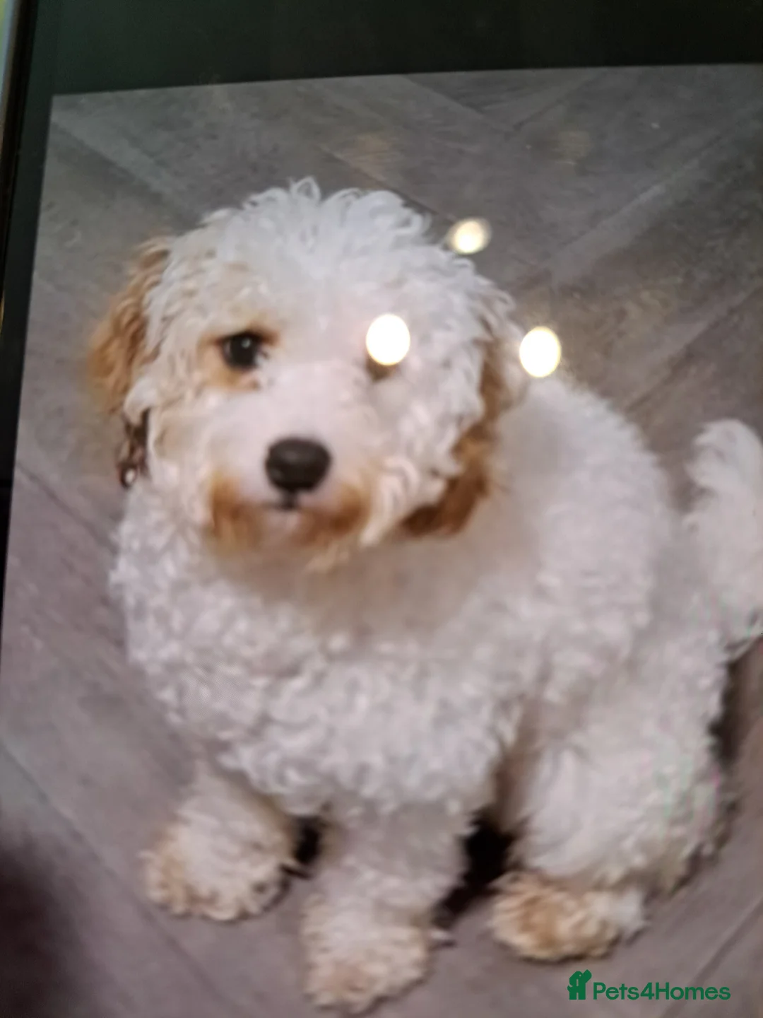 Cavapoo dogs for sale: Male cavapoo  for sale, Liverpool - Advert 4