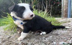 Bearded Collie dogs for sale: 🚨3/4 BEAUTIFUL BEARDIE PUPPIES 🚨 - Image 22