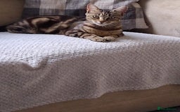 Bengal cats for sale: ✨️Stunning Bengal Looking for a forever home✨️🏠😻 - Image 3