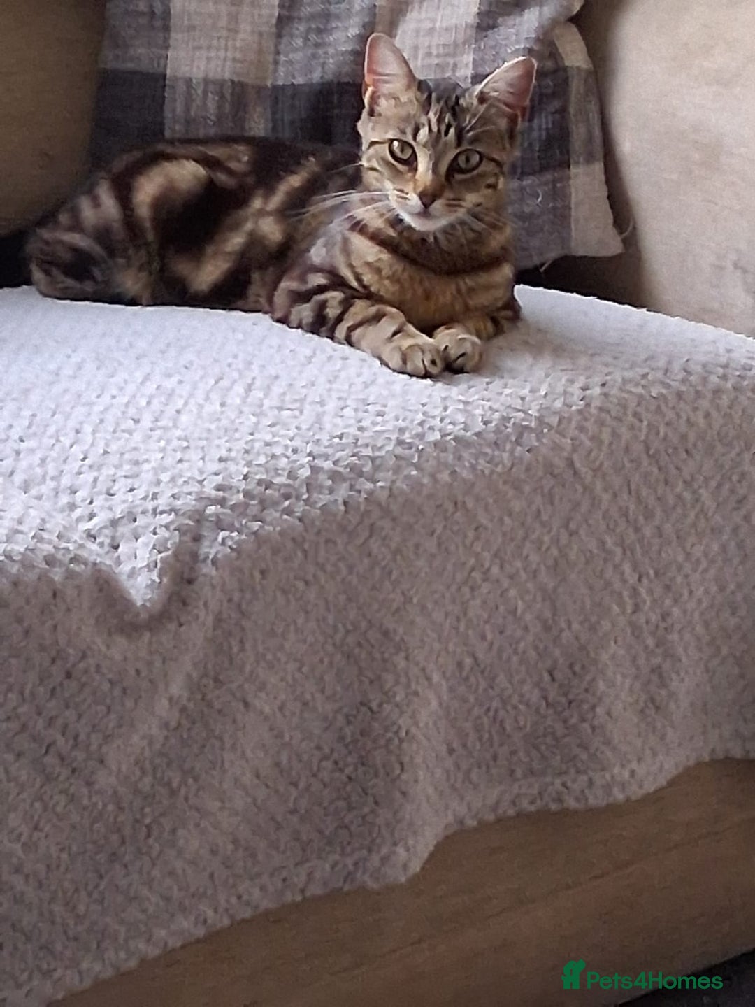 Bengal cats for sale: ✨️Stunning Bengal Looking for a forever home✨️🏠😻 - Image 3