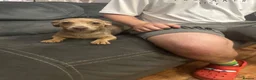 Jack Russell dogs for sale: Two beautiful pups looking for their forever homes - Advert 2