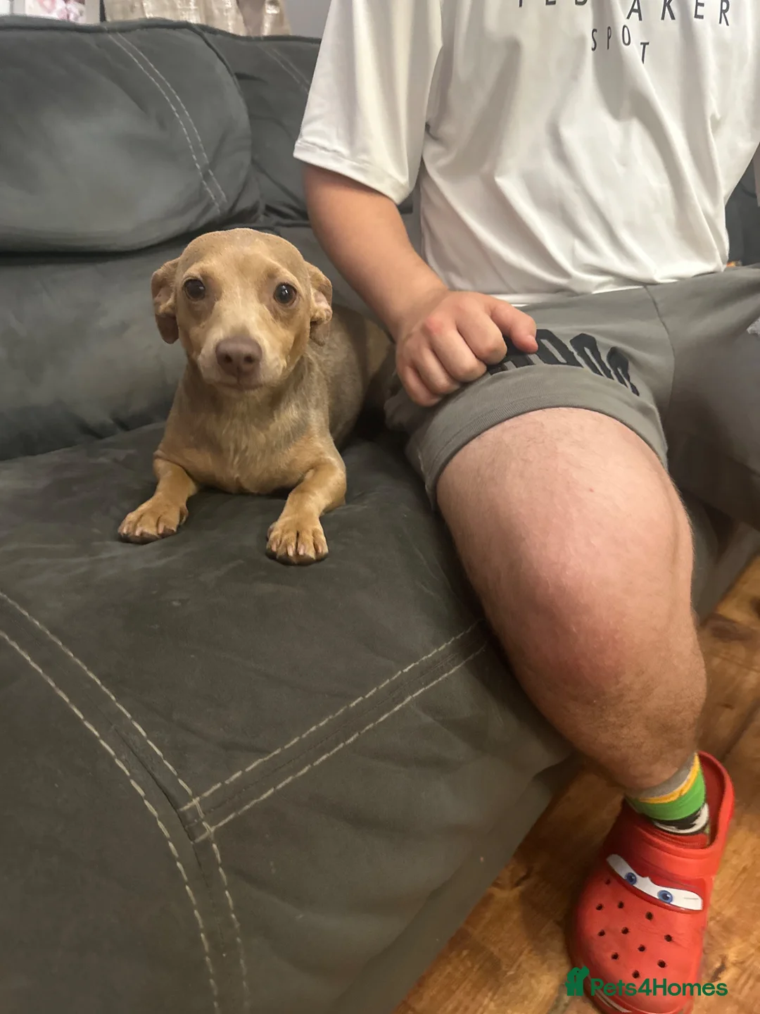 Jack Russell dogs for sale: Two beautiful pups looking for their forever homes - Advert 2