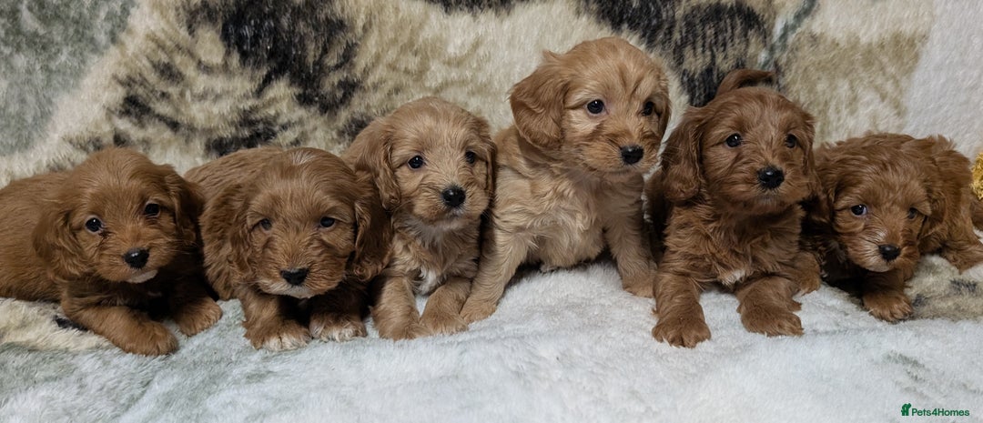 Cockapoo dogs for sale: Beautiful F1 Cockapoo puppies DNA clear  - Image 17