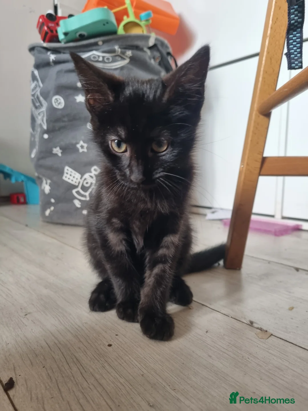 Maine Coon cats for sale: 3 adorable Maine coon girls  - Advert 18