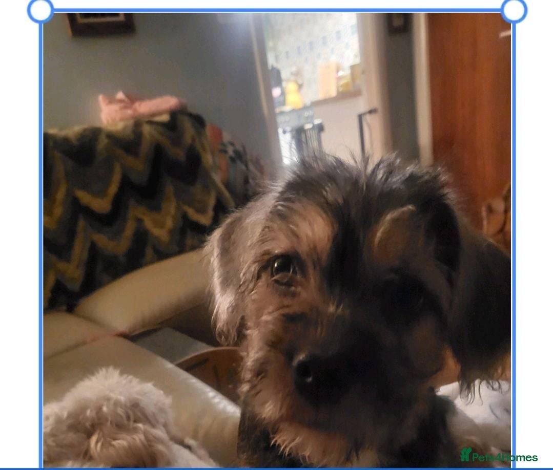 Mixed Breed dogs 8 month old pup - Advert 1