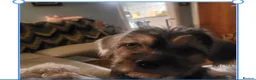 Mixed Breed dogs for sale: 8 month old pup - Advert 1