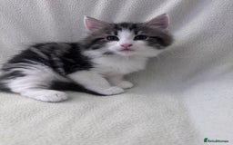Mixed Breed cats for sale: Cute kittens looking for nice home  - Image 3