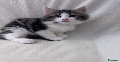Mixed Breed cats - Advert 4