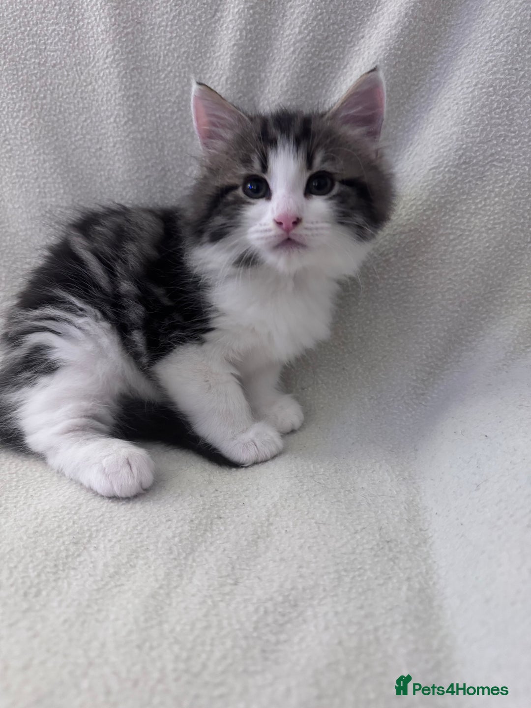 Mixed Breed cats for sale: Cute kittens looking for nice home  - Image 3
