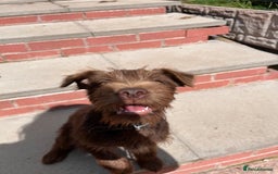 Patterdale Terrier dogs for sale: Patterdale terrier puppy  - Image 4