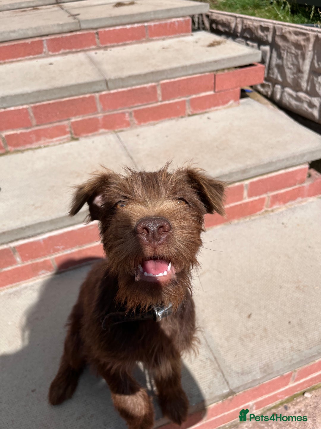 Patterdale Terrier dogs for sale: Patterdale terrier puppy  - Image 4