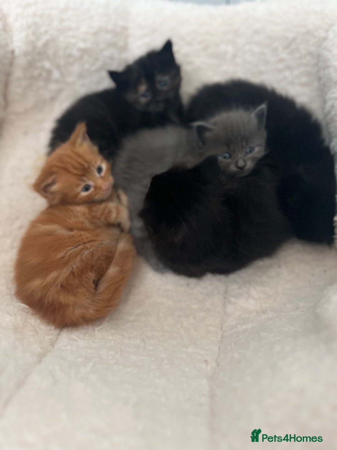 Domestic Shorthair cats for sale: kittens - Image 6