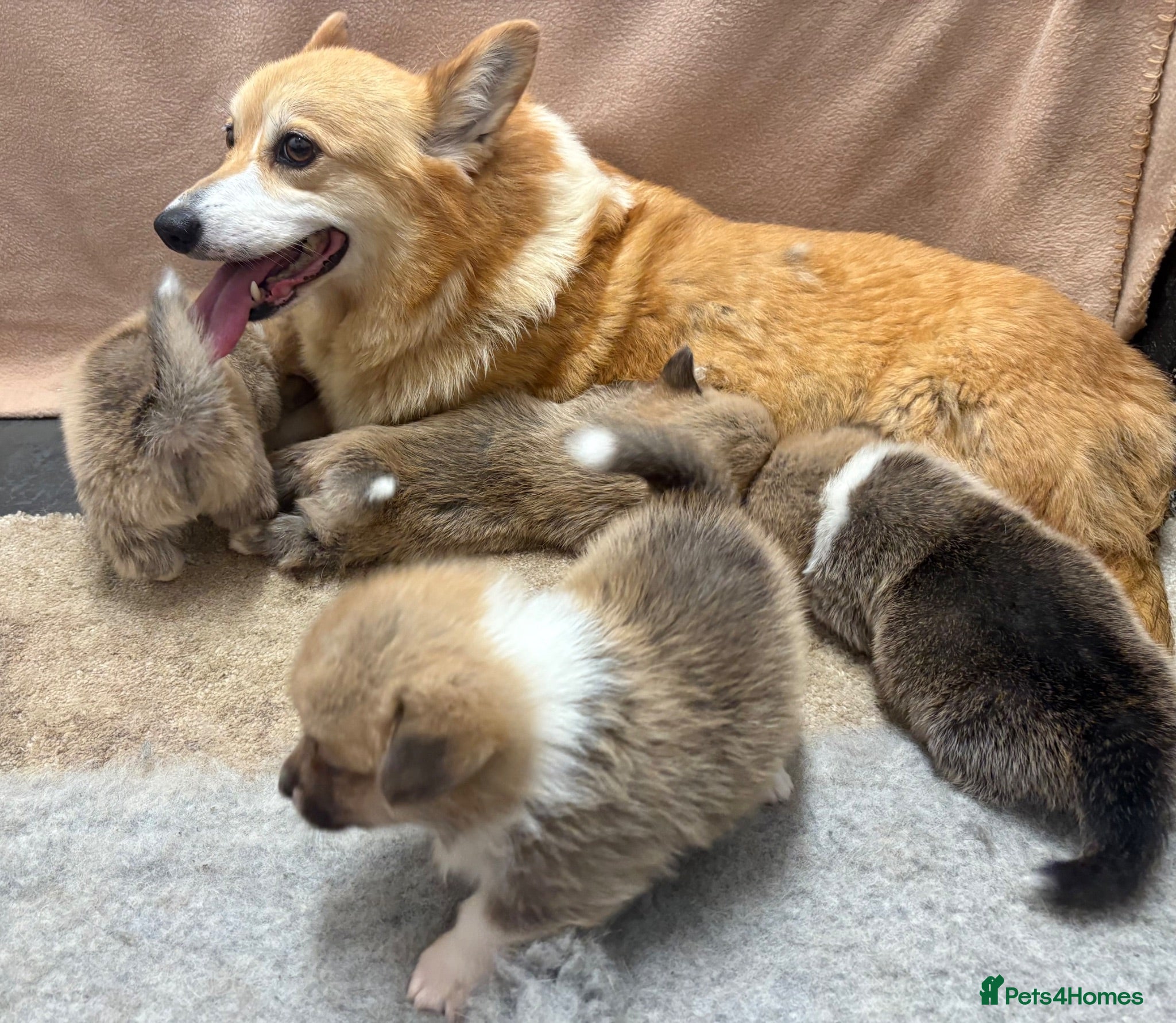 Welsh Corgi Pembroke dogs Top quality corgis  - Advert 1