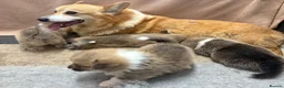 Welsh Corgi Pembroke dogs for sale: Top quality corgis  - Advert 27