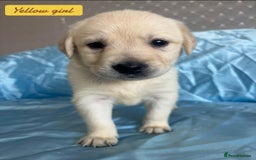 Goldador dogs for sale: GOLDADOR PUPPIES READY NOW  - Image 7