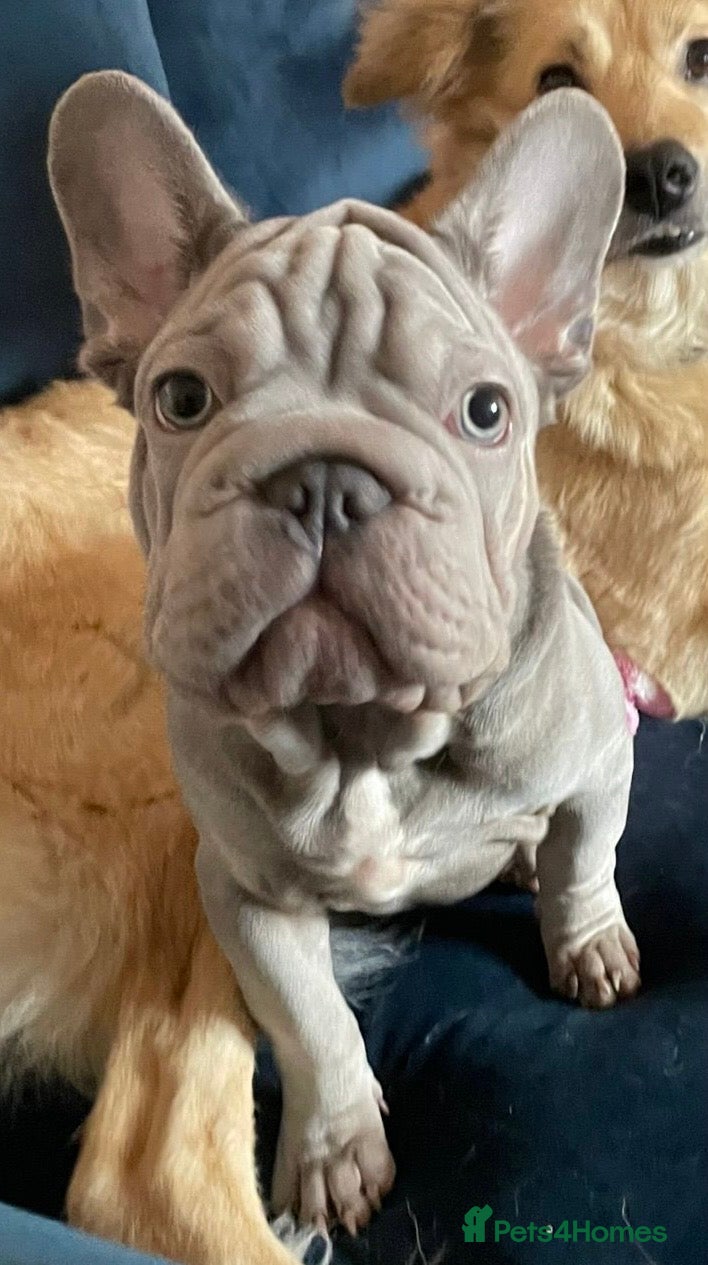 French Bulldog dogs male French bulldog puppy  - Advert 16
