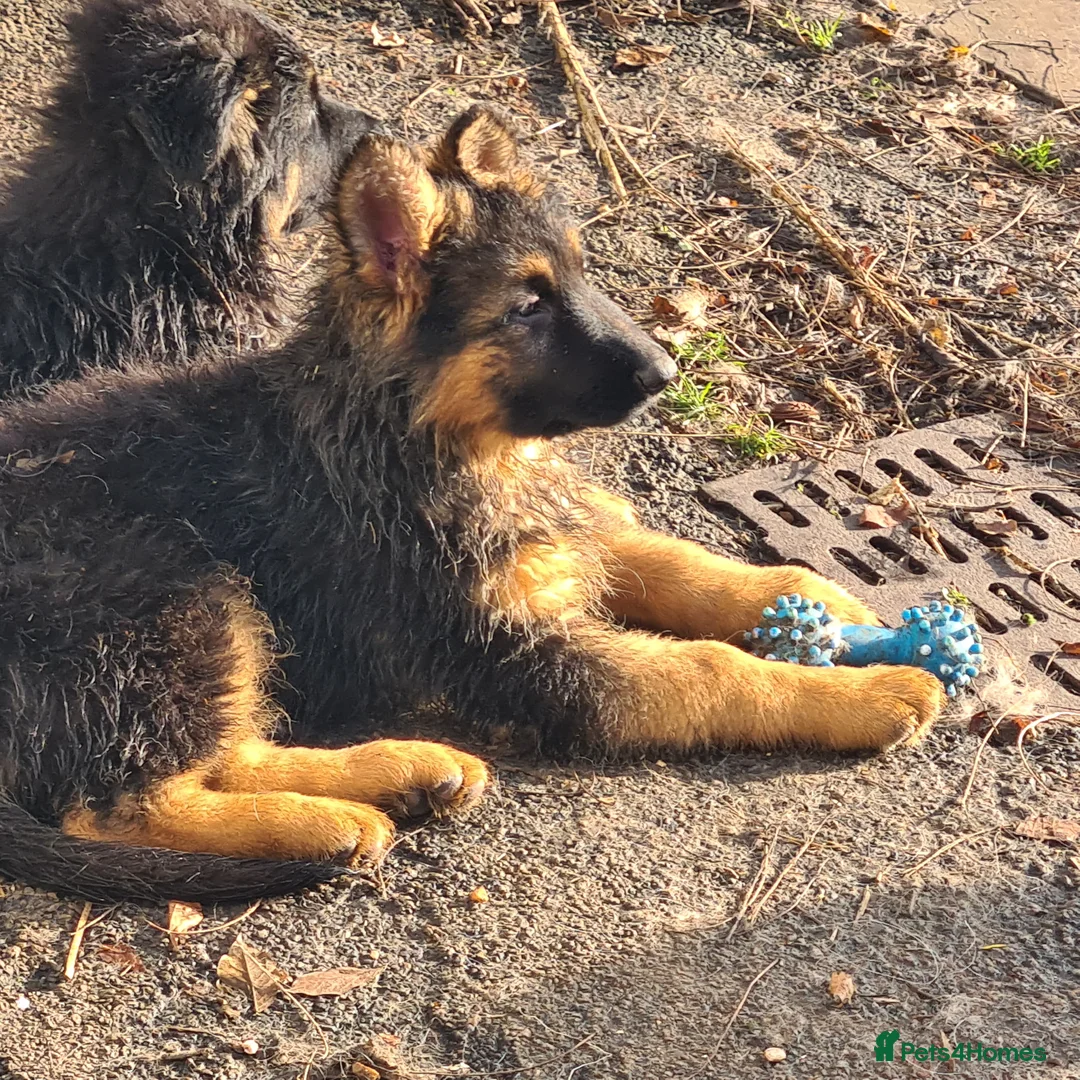 German Shepherd dogs for sale: Straight backed German Shepherd  - Advert 12