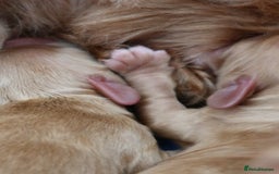 Aussiedoodle dogs for sale: Australian Labradoodles  in Middlesbrough - Image 8