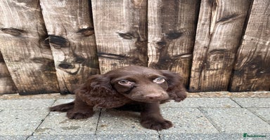 Cocker Spaniel dogs - Advert 5